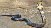 snake