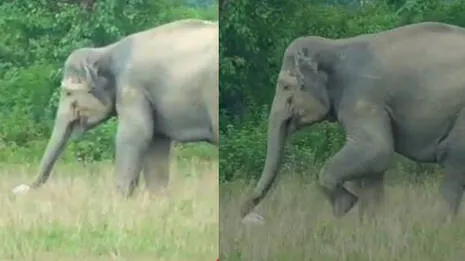 wild-elephant.1.4020652