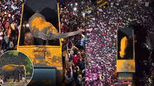 madhuri-elephant-returns-home-after-409-days