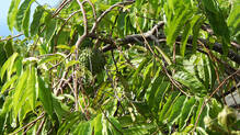 rollinia-tree