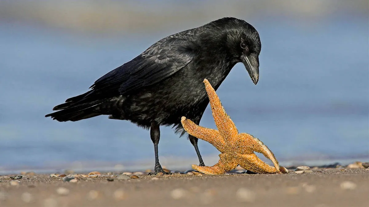 crows