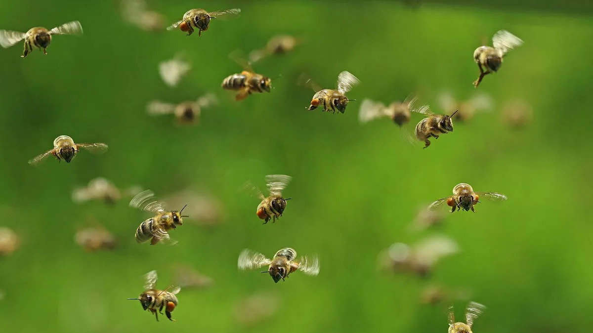 bee-attack
