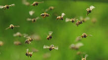 pathanamthitta-gavi-ksrtc-bus-bee-attack