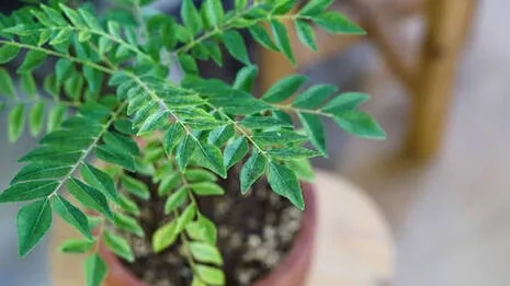 curry-tree.1.4033305
