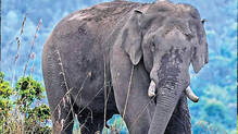 chakkakomban-elephant-capture-idukki-forest-department