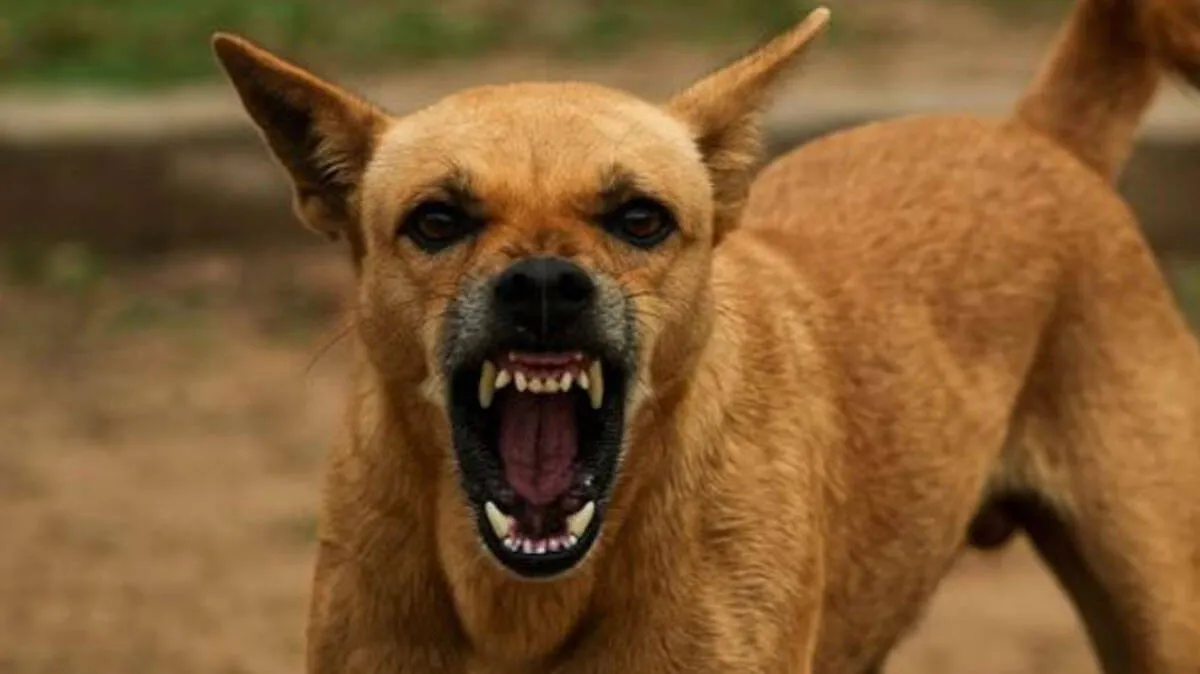 stray-dog