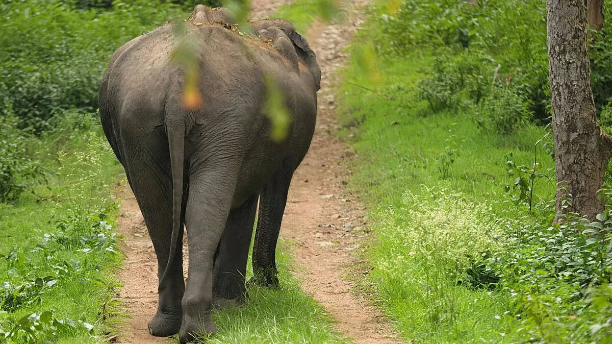 elephant