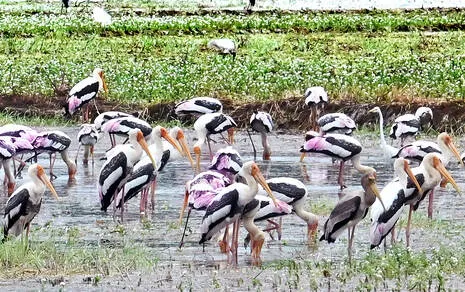 stork.1.4004601