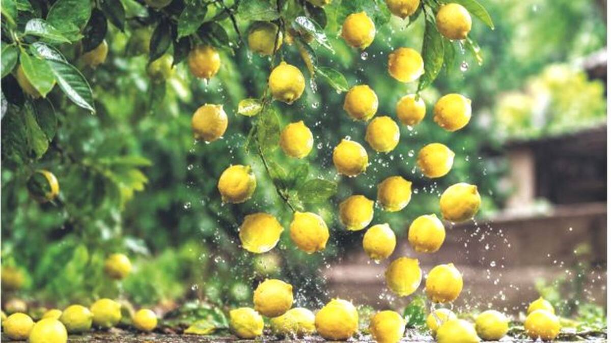 lemon