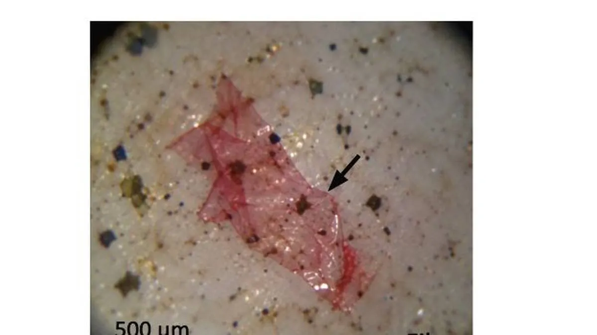 fish1