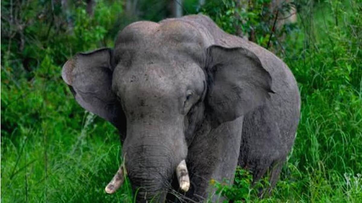elephant