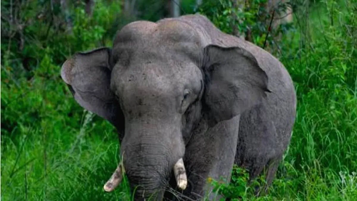 elephant