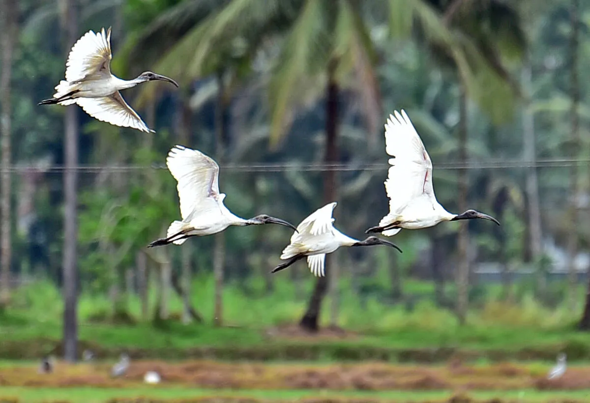 birds