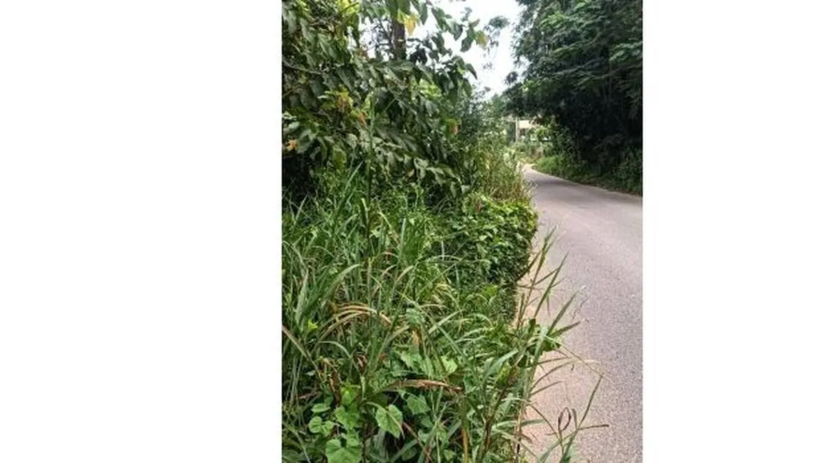 kaduu