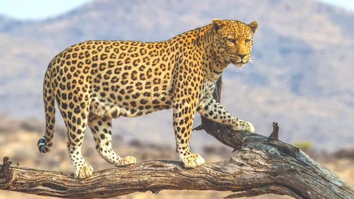 leoprd-