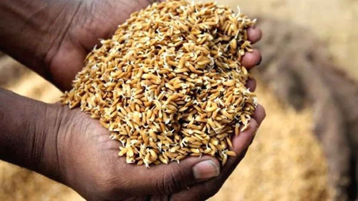 seed