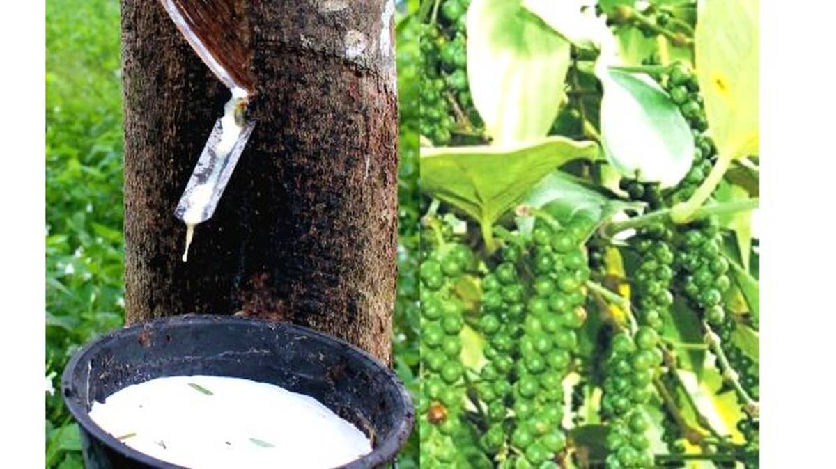 rubber-pepper