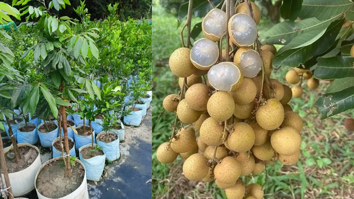 longan-fruit