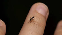 mosquito