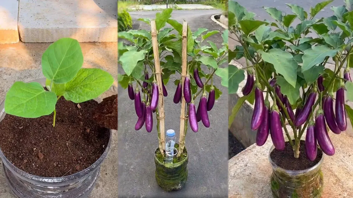 brinjal-