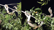 vava-suresh-rescues-giant-cobra-from-tree--snakemaster
