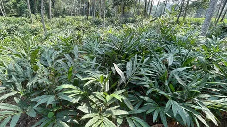 malayinchi-.1.4052571