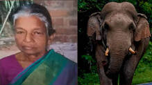 pattanapuram-wild-elephant-elderly-woman-dies