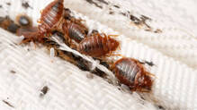 family-bitten-by-bed-bugs-in-hotel--consumer-commission-ordered-to-pay-compensation