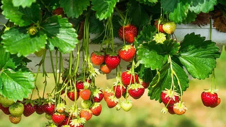 strawberry.1.4054053