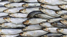 juvenile-fish-illegal-fishing-kozhikode-coast