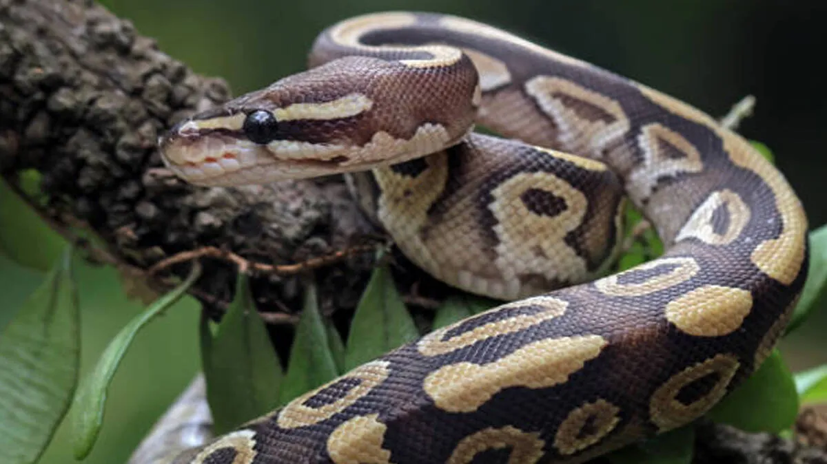 python