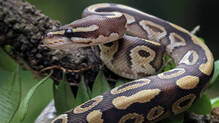 five-meter-python-swallowed-woman