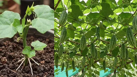 ivy-gourd.1.4055520