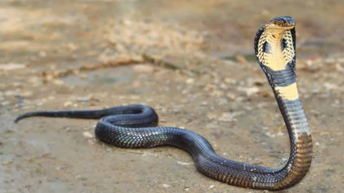 snake