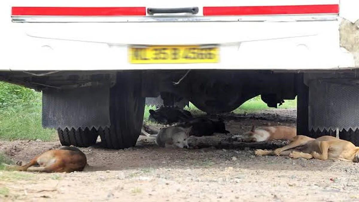 vehicle-dogs