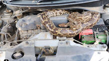 why-snakes-enter-cars-and-toilets
