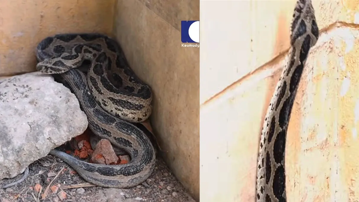snake
