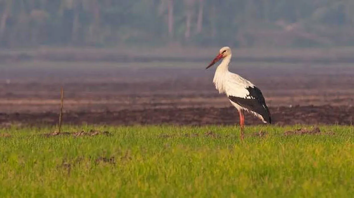 polachira-paddy-field