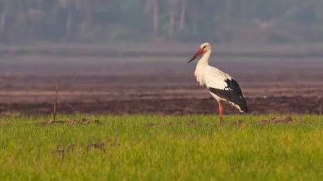 polachira-paddy-field.1.4059484
