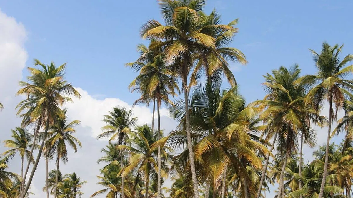 kerala kerala