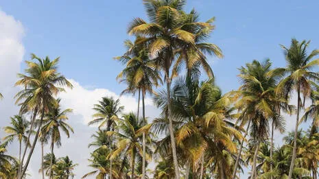 kerala.1.4060299
