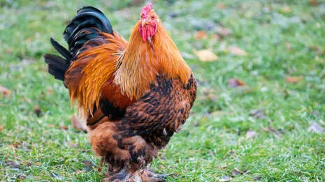 brahma-chicken.1.4061536