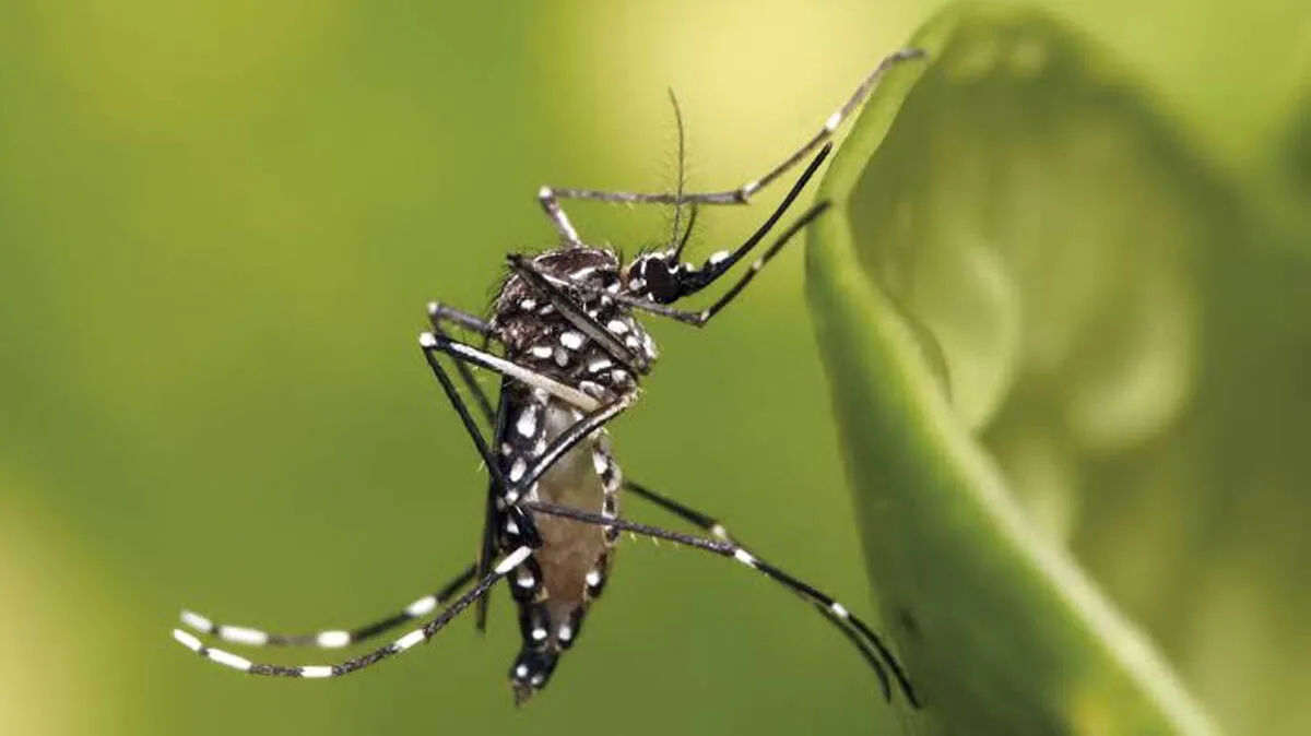 chikungunya