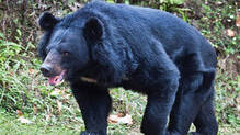 smartphone-explosion-saves-teen-from-bear-attack-russia