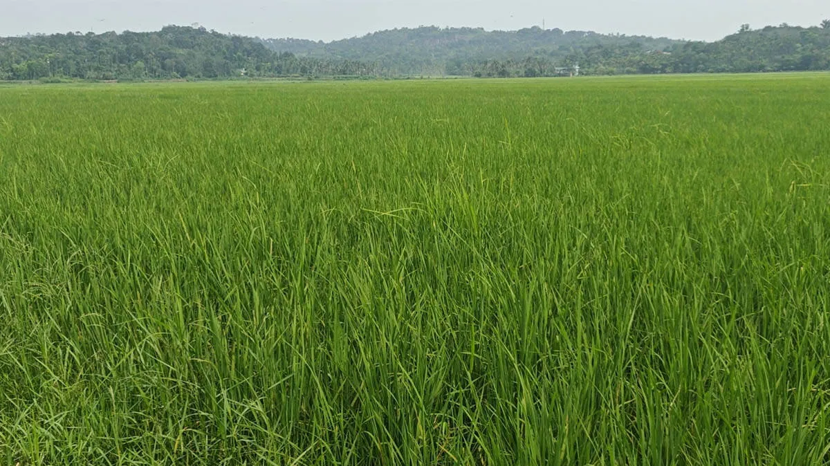paddyfield