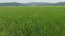 paddyfield