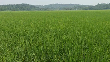 paddyfield.1.4062869