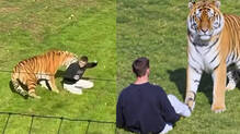 tiger-attack-