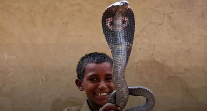 snake
