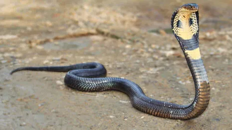 snake.1.4062927